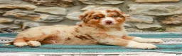 Australian Shepherd dogs for sale: Max - Ad 2
