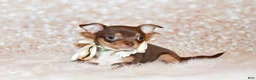 Chihuahua dogs for sale: Janie - Ad 3