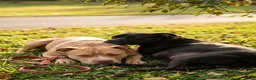 American Pit Bull Terrier dogs for sale: American Pit Bull Terrier 3 - Ad 14