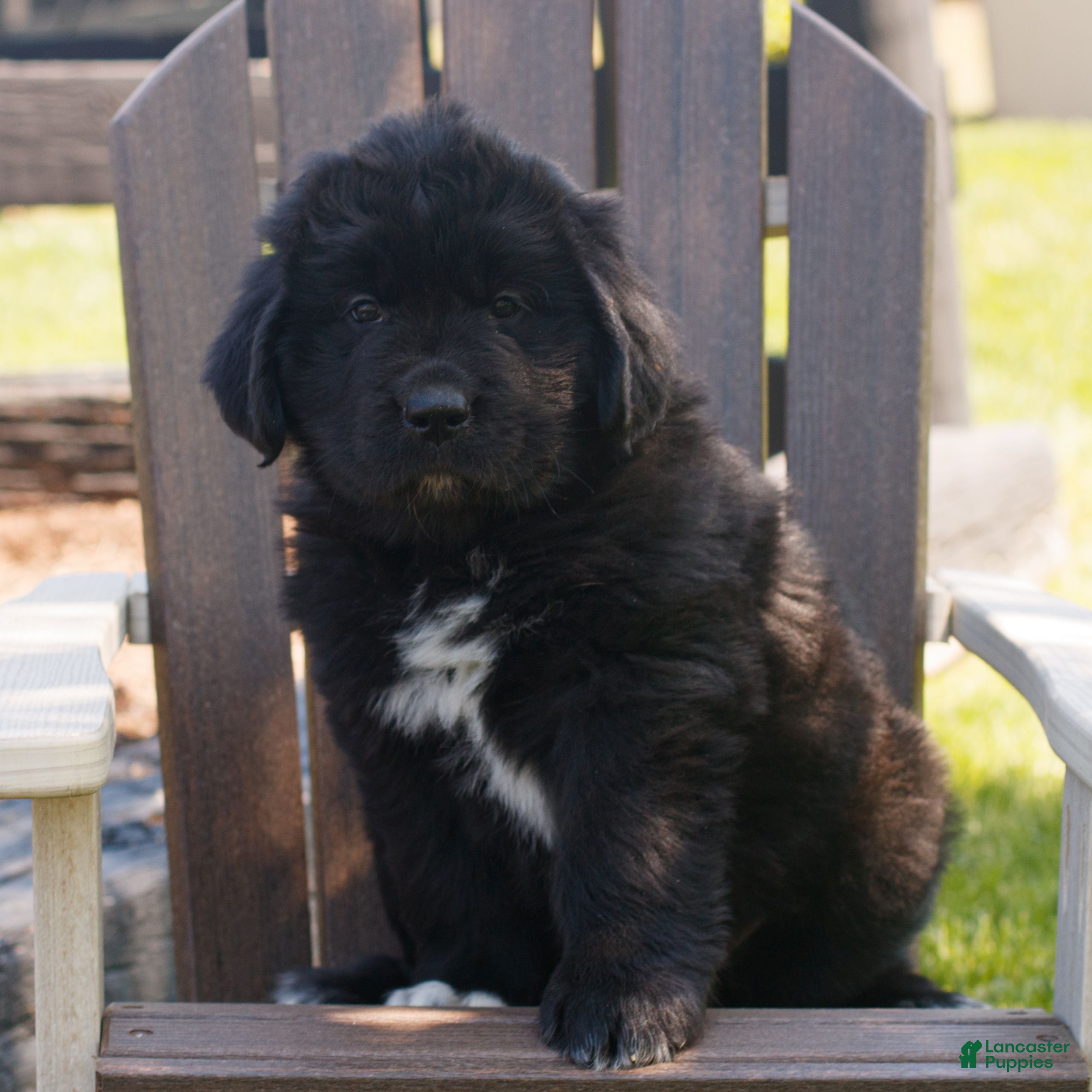 Newfoundland dogs Trista  - Ad 1
