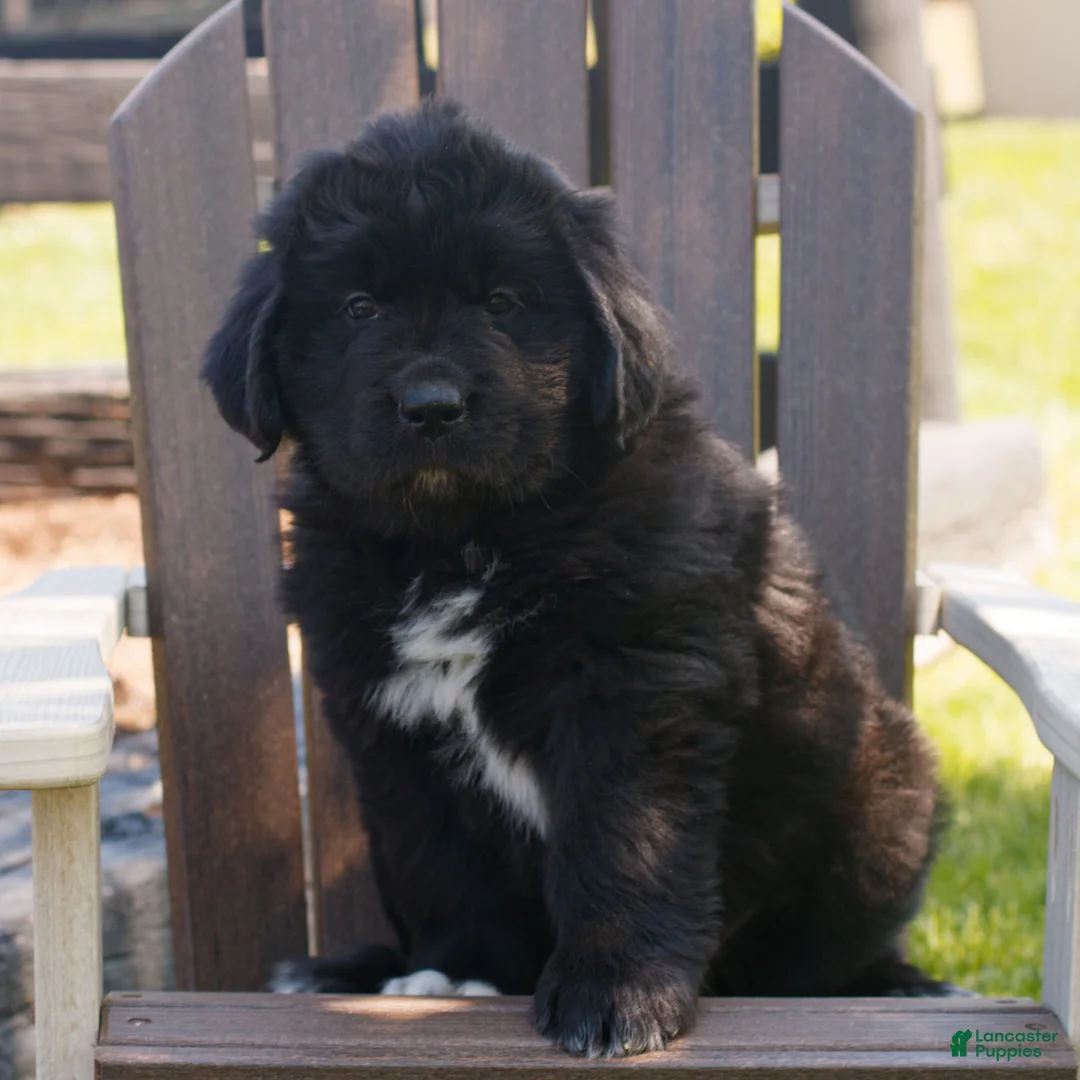Newfoundland dogs for sale: Trista  - Ad 1