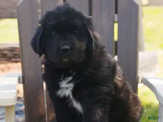 Newfoundland dogs for sale: Trista - Ad 3