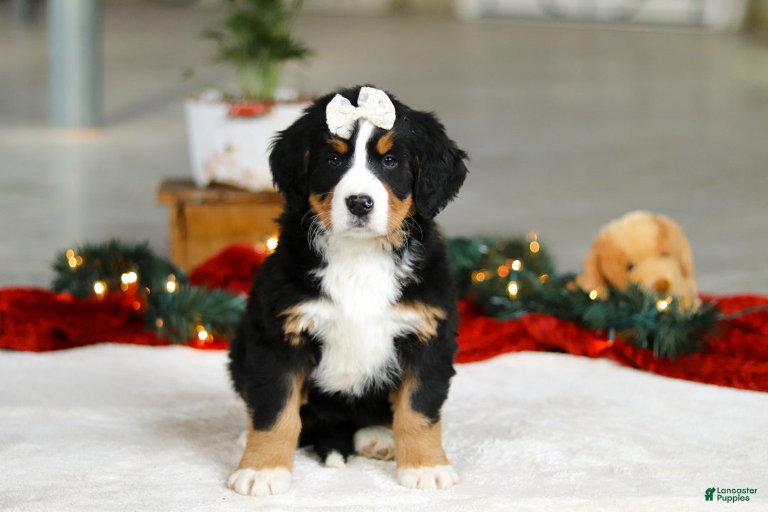 Bernese Mountain Dog dogs for sale: Karly - Ad 2