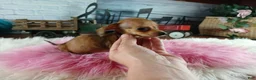 Miniature Dachshund dogs for sale: Suzies Teacup red girl. Hand Delivery  - Ad 6