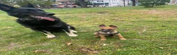 Mixed Breed dogs for sale: Mixed Breed 1 - Ad 9