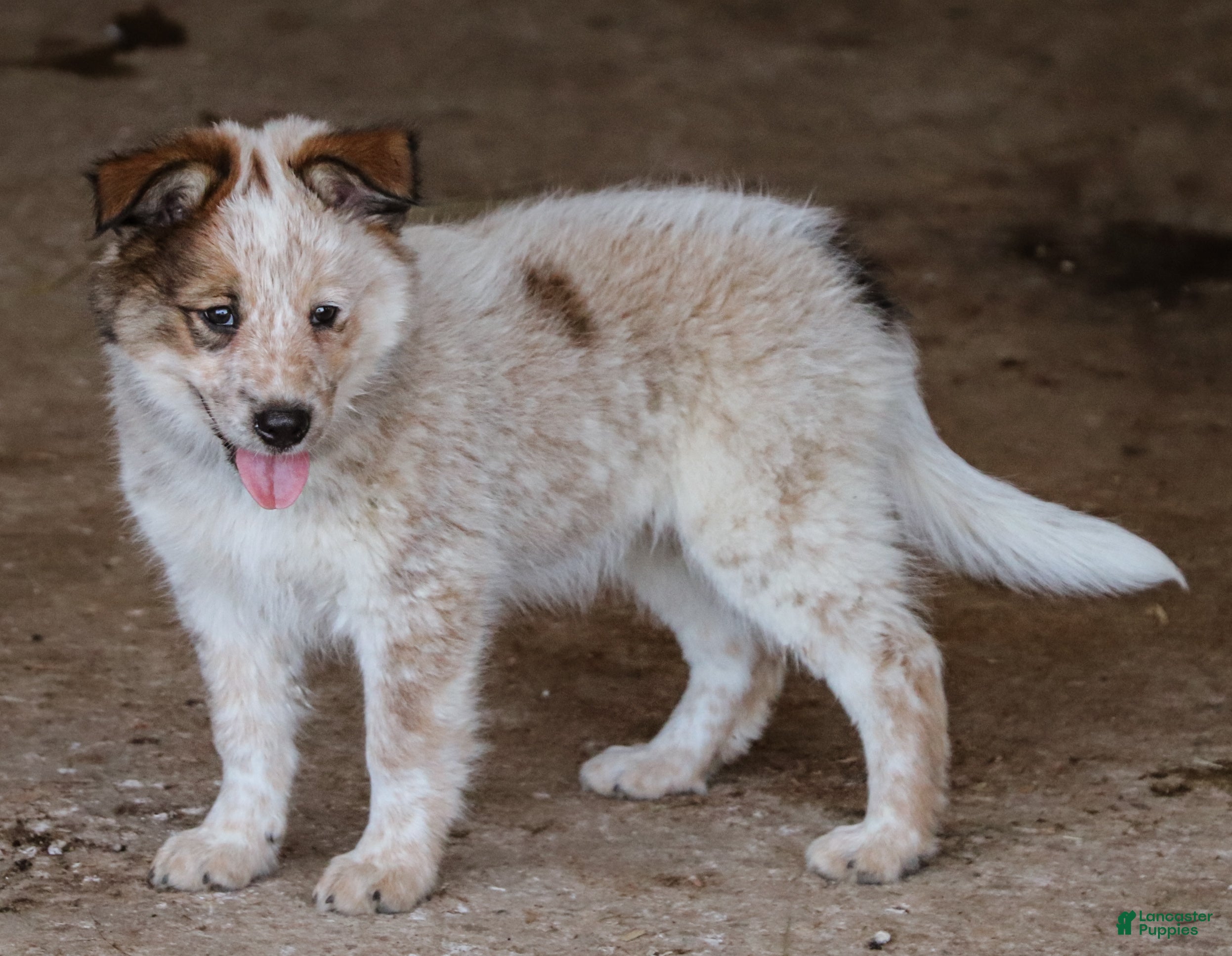 Australian Cattle Dog dogs Ember - Ad 2