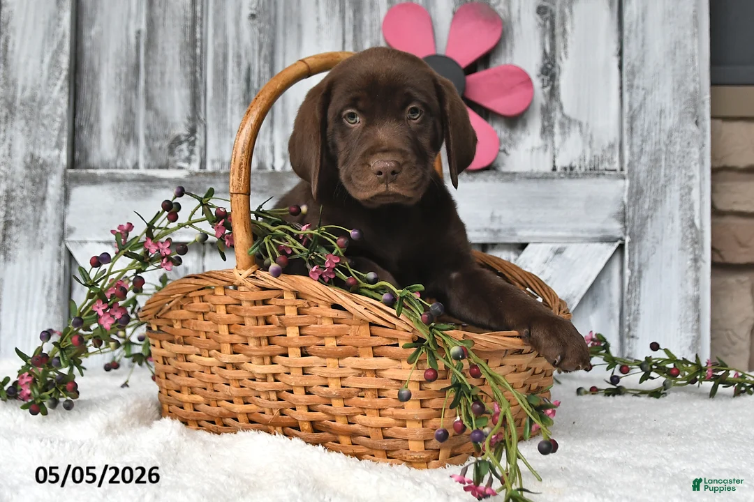 Labrador Retriever dogs for sale: Lexi - Ad 1