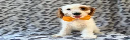 Cockapoo dogs for sale: Trent - Ad 7