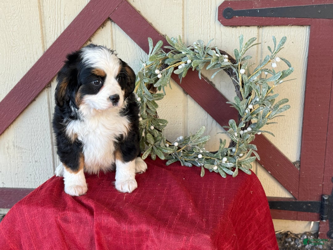 Miniature Bernese Mountain Dog dogs for sale: Ziggy - Ad 2