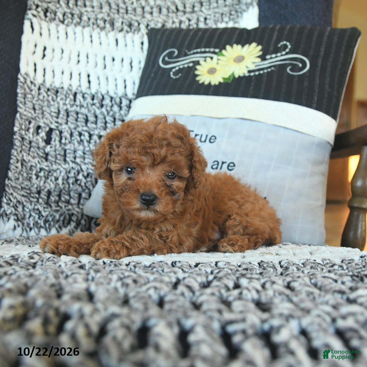 Toy Poodle dogs for sale: Lacey  - Ad 2