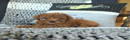 Toy Poodle dogs for sale: Lacey  - Ad 2