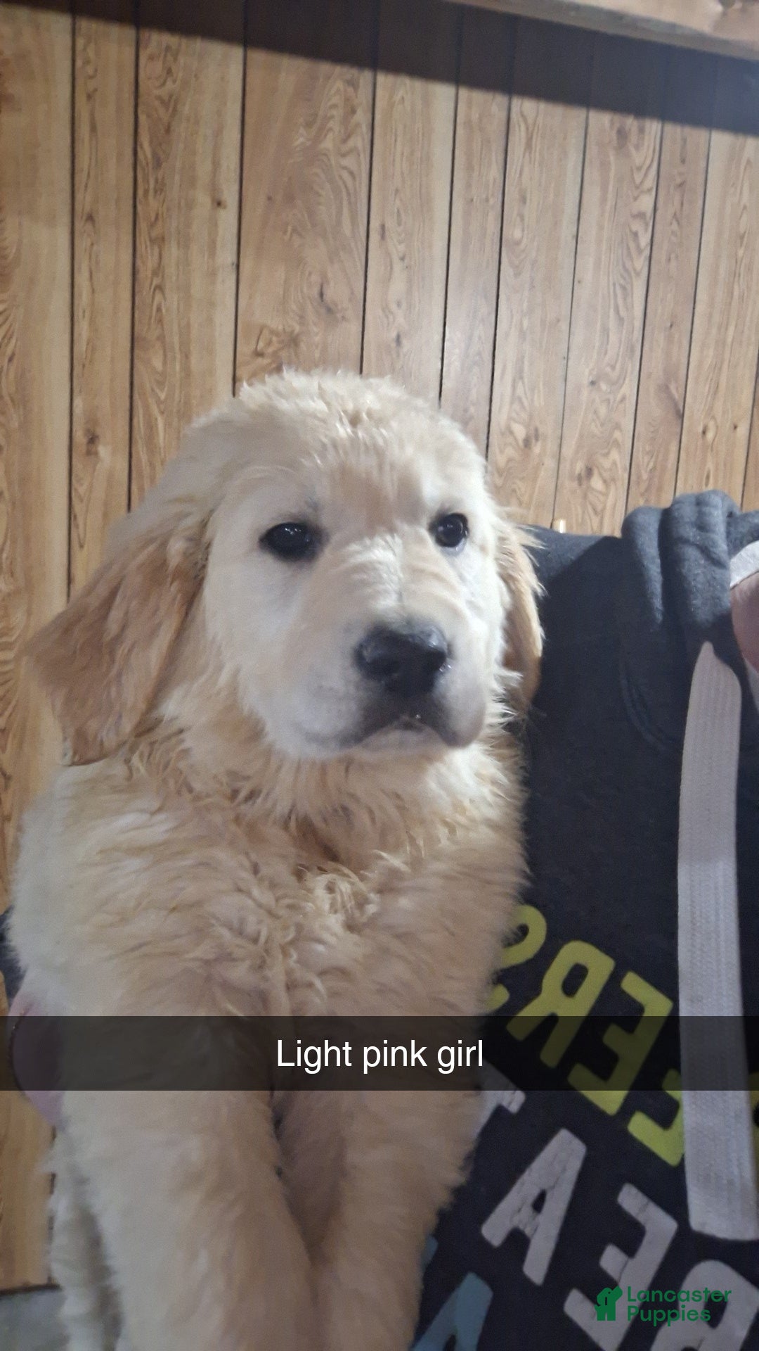 Golden Retriever dogs Charlotte  - Ad 3