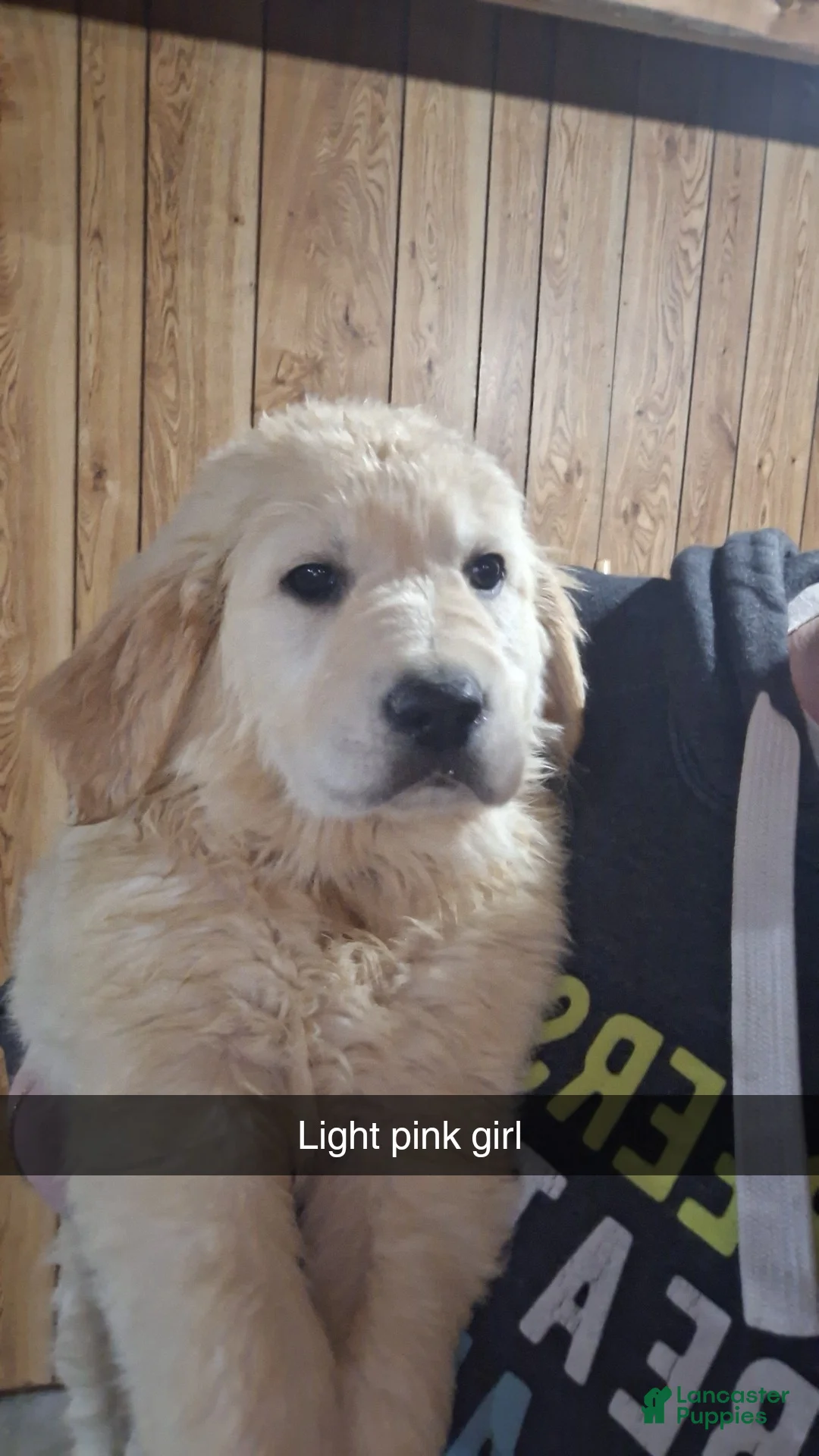 Golden Retriever dogs for sale: Charlotte  - Ad 1