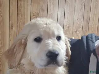 Golden Retriever dogs Charlotte - Ad 3