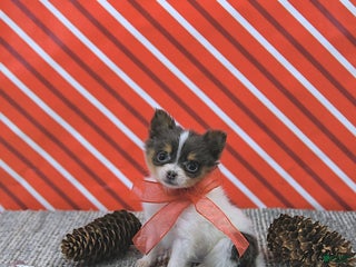 Pomeranian dogs Lilly - Ad 33