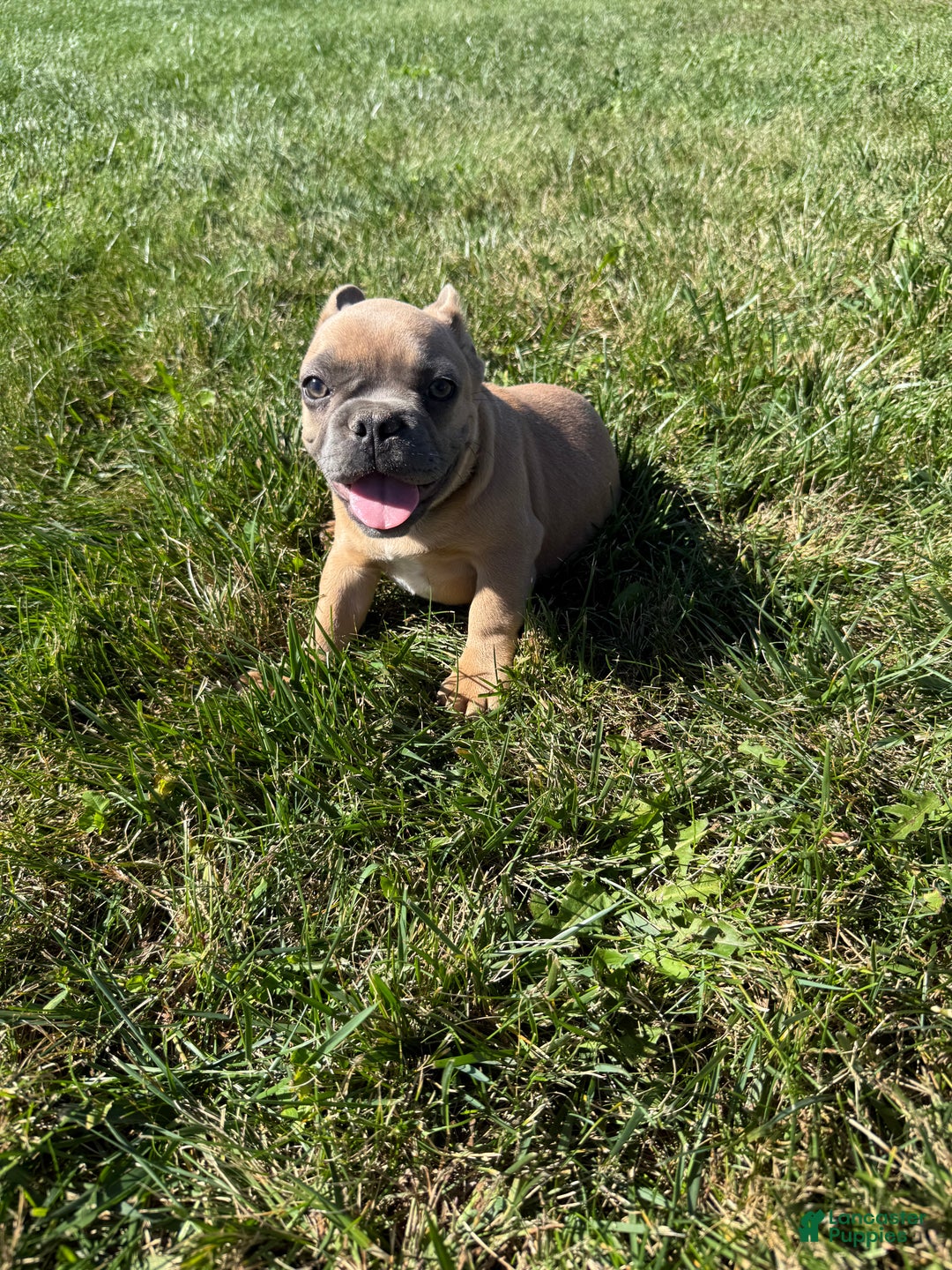 French Bulldog dogs for sale: Susan - Ad 15