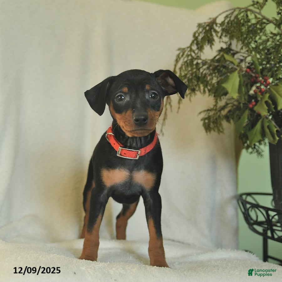 Miniature Pinscher dogs Pepper  - Ad 6