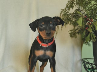 Miniature Pinscher dogs Pepper - Ad 6