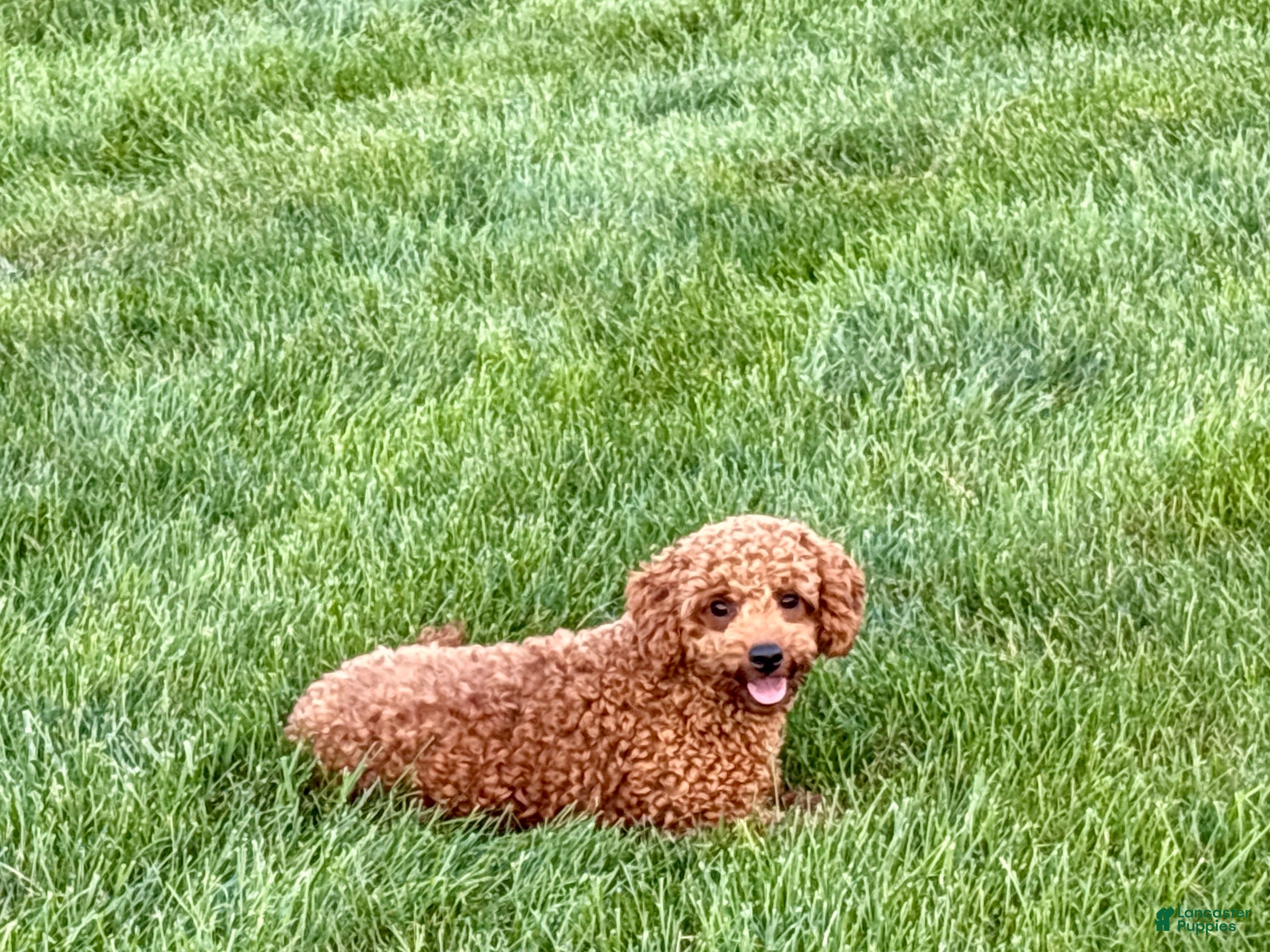 Cavapoo dogs Charlie - Ad 1