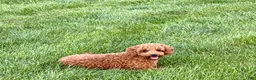 Cavapoo dogs for sale: Charlie - Ad 1