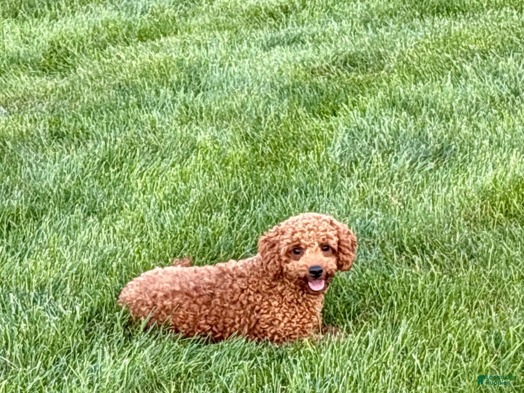 Cavapoo dogs for sale: Charlie - Ad 1