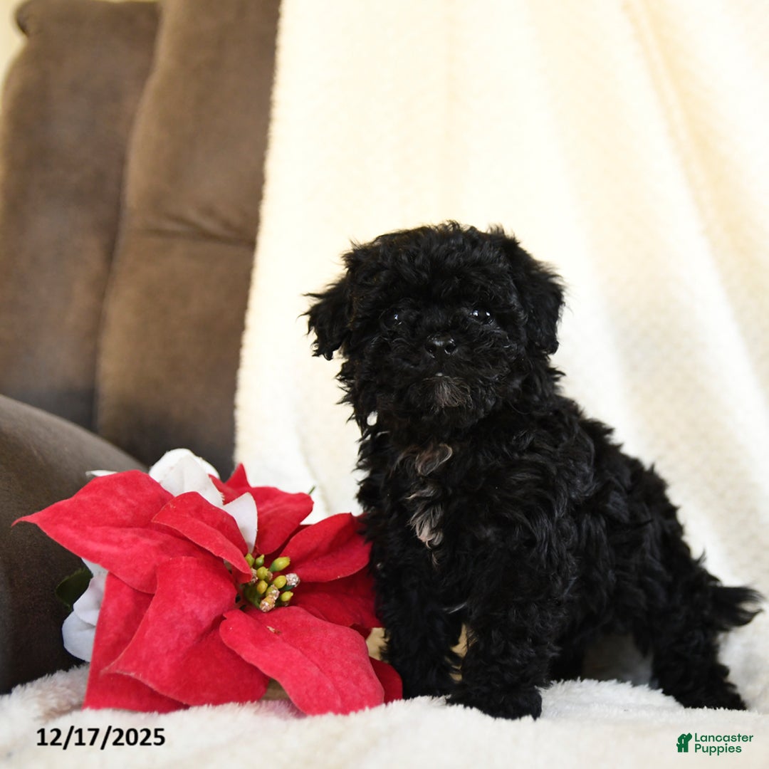 Teddy Bear dogs for sale: Candy Cane - Ad 3