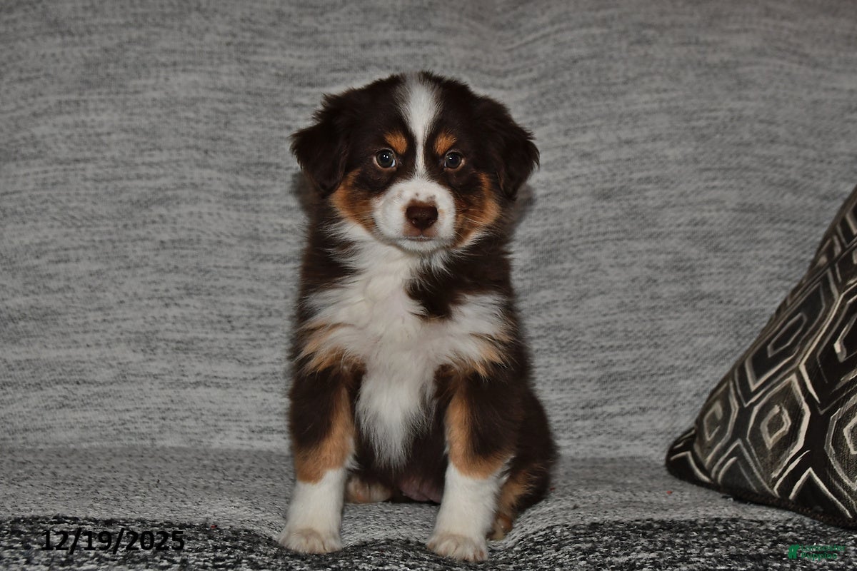 Miniature Australian Shepherd dogs Dottie - Ad 17