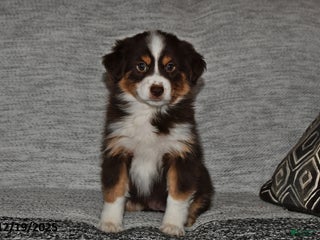 Miniature Australian Shepherd dogs Dottie - Ad 17