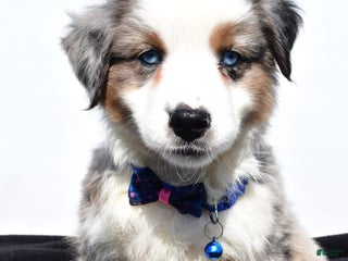 Miniature Australian Shepherd dogs - Ad 26