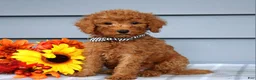 Goldendoodle dogs for sale: Ollie  - Ad 6