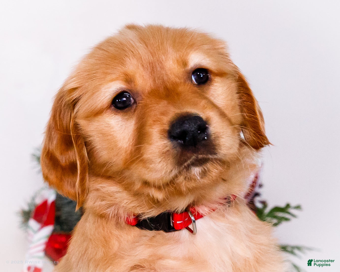 Golden Retriever dogs Freda - Ad 15