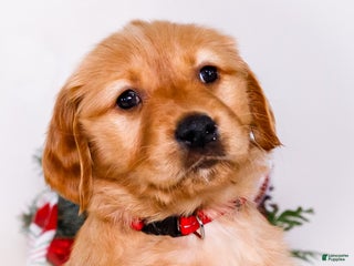 Golden Retriever dogs Freda - Ad 24