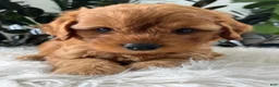 Mini Goldendoodle dogs for sale: Banjo - Ad 5