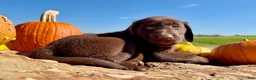 Labrador Retriever dogs for sale: Gus - Ad 2