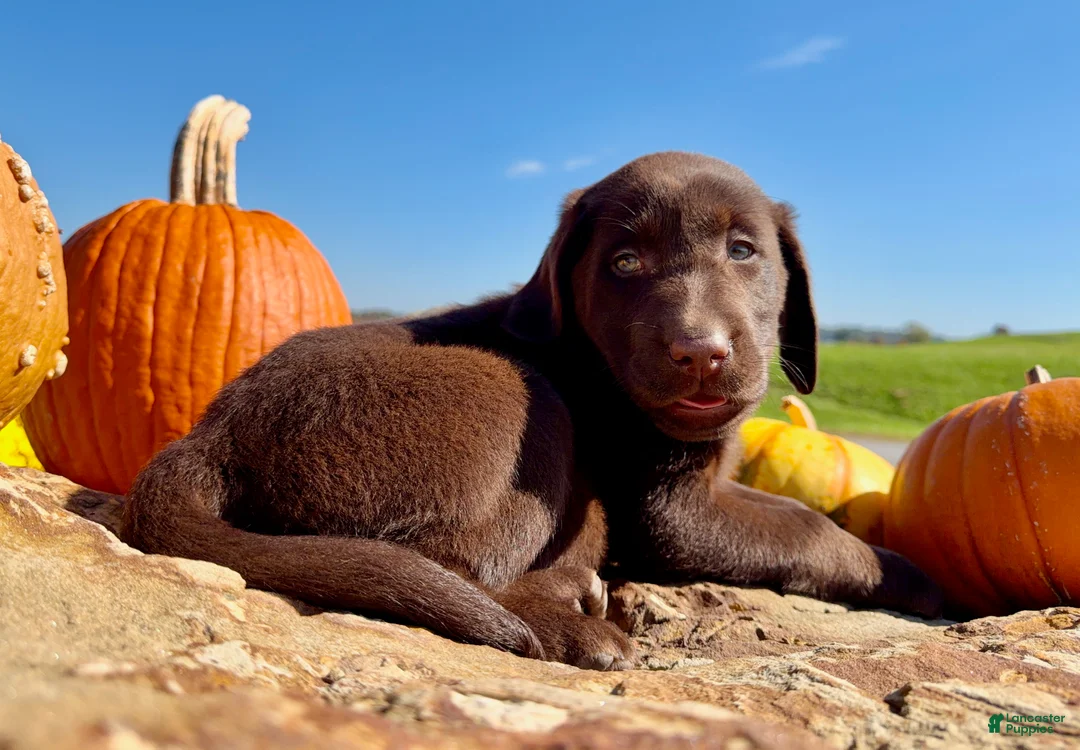 Labrador Retriever dogs for sale: Gus - Ad 2