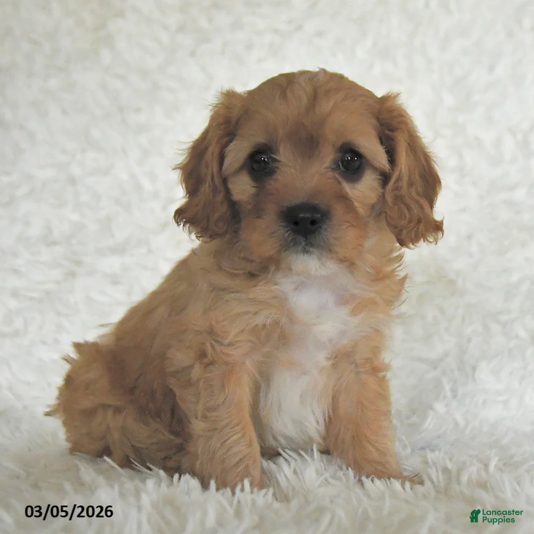 Cavapoo dogs for sale: Myla - Ad 5