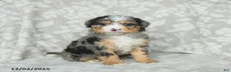 Mini Bernedoodle dogs for sale: Tabby - Ad 3