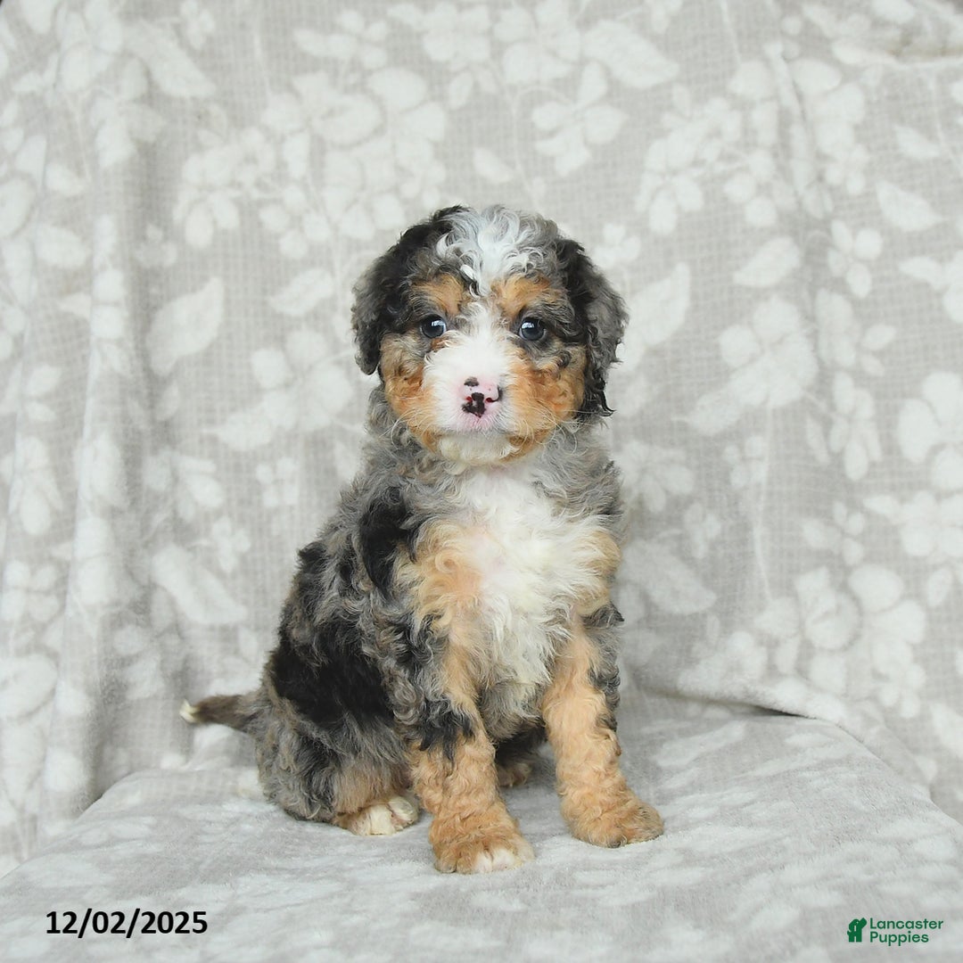 Mini Bernedoodle dogs for sale: Tabby - Ad 3