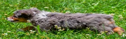Mini Aussiedoodle dogs for sale: Griffin - Ad 8