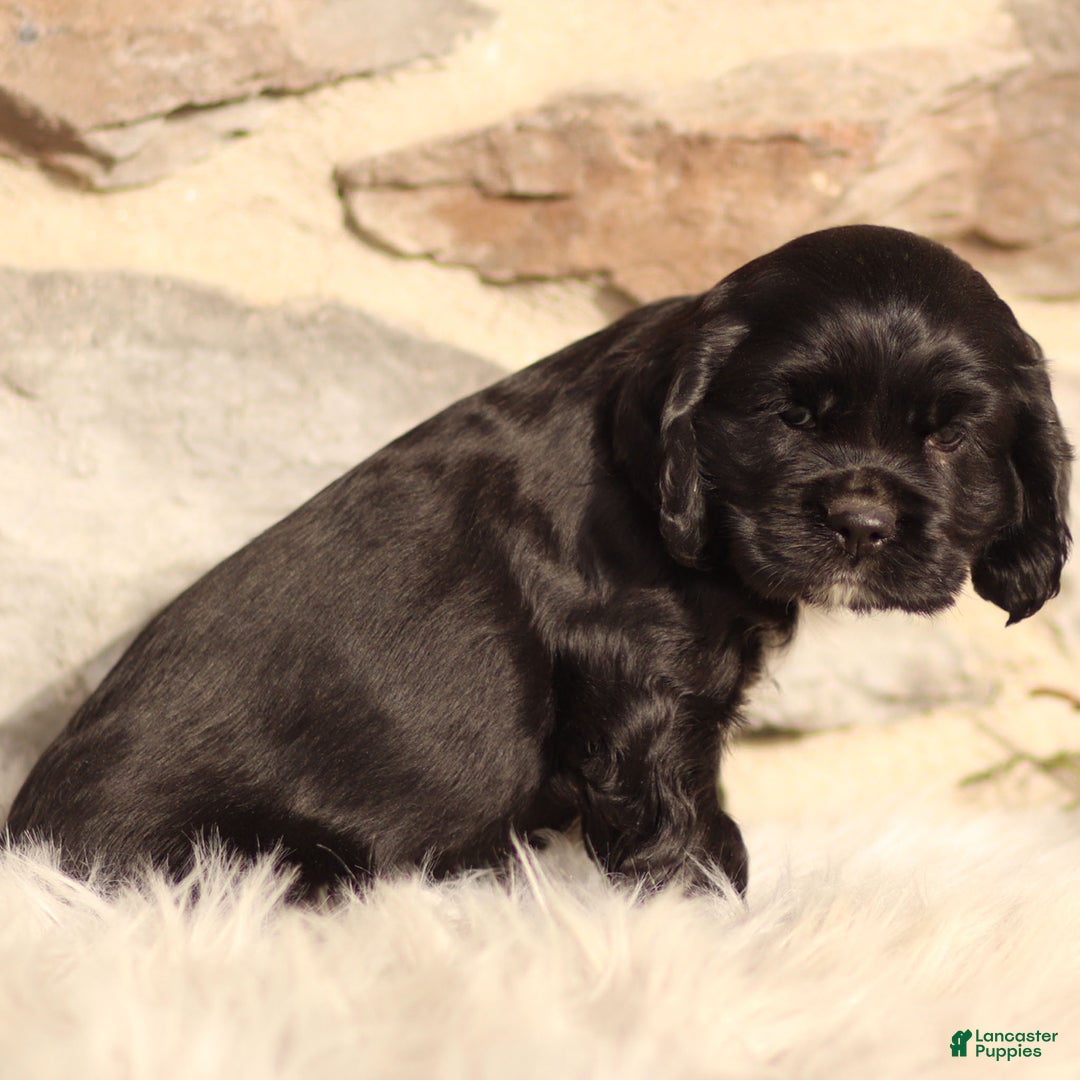 Cocker Spaniel dogs for sale: Dove - Ad 5