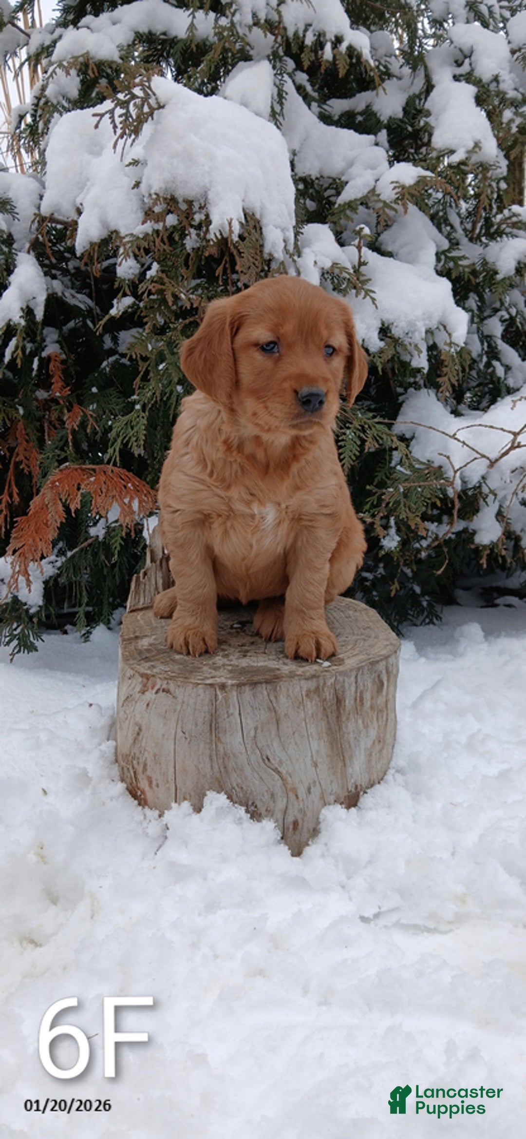 Golden Retriever dogs for sale: Matilda - Ad 1