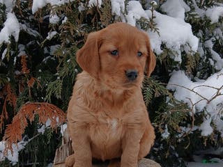 Golden Retriever dogs Matilda - Ad 41