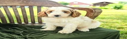 Goldendoodle dogs for sale: Brianna - Ad 4