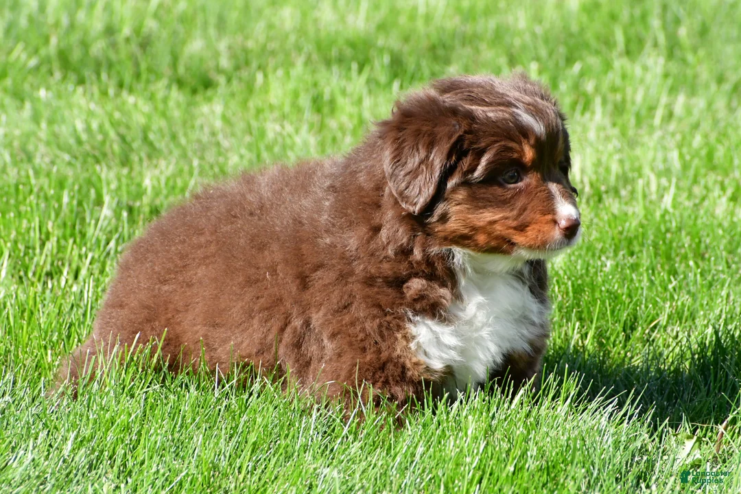 Miniature Australian Shepherd dogs for sale: Tammy - Ad 8