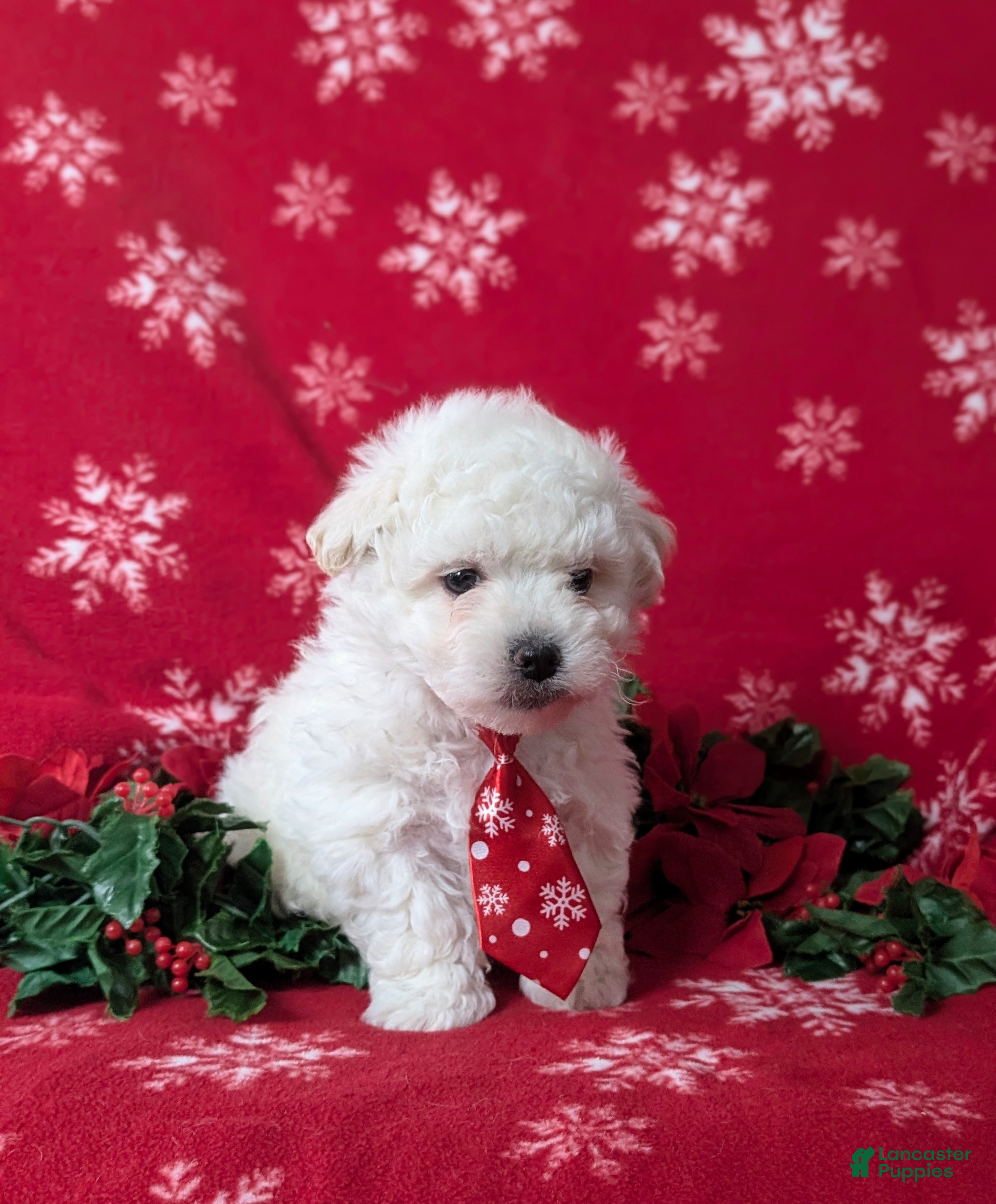 Bichon Frise dogs Bolton - Ad 7