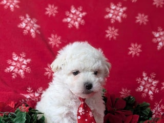 Bichon Frise dogs Bolton - Ad 6