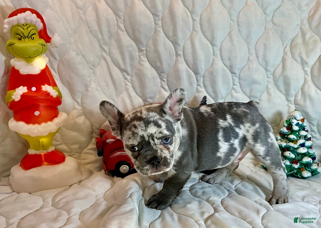 French Bulldog dogs for sale: Tracker - Ad 8