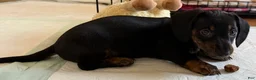 Dachshund dogs for sale: Cash - Ad 6