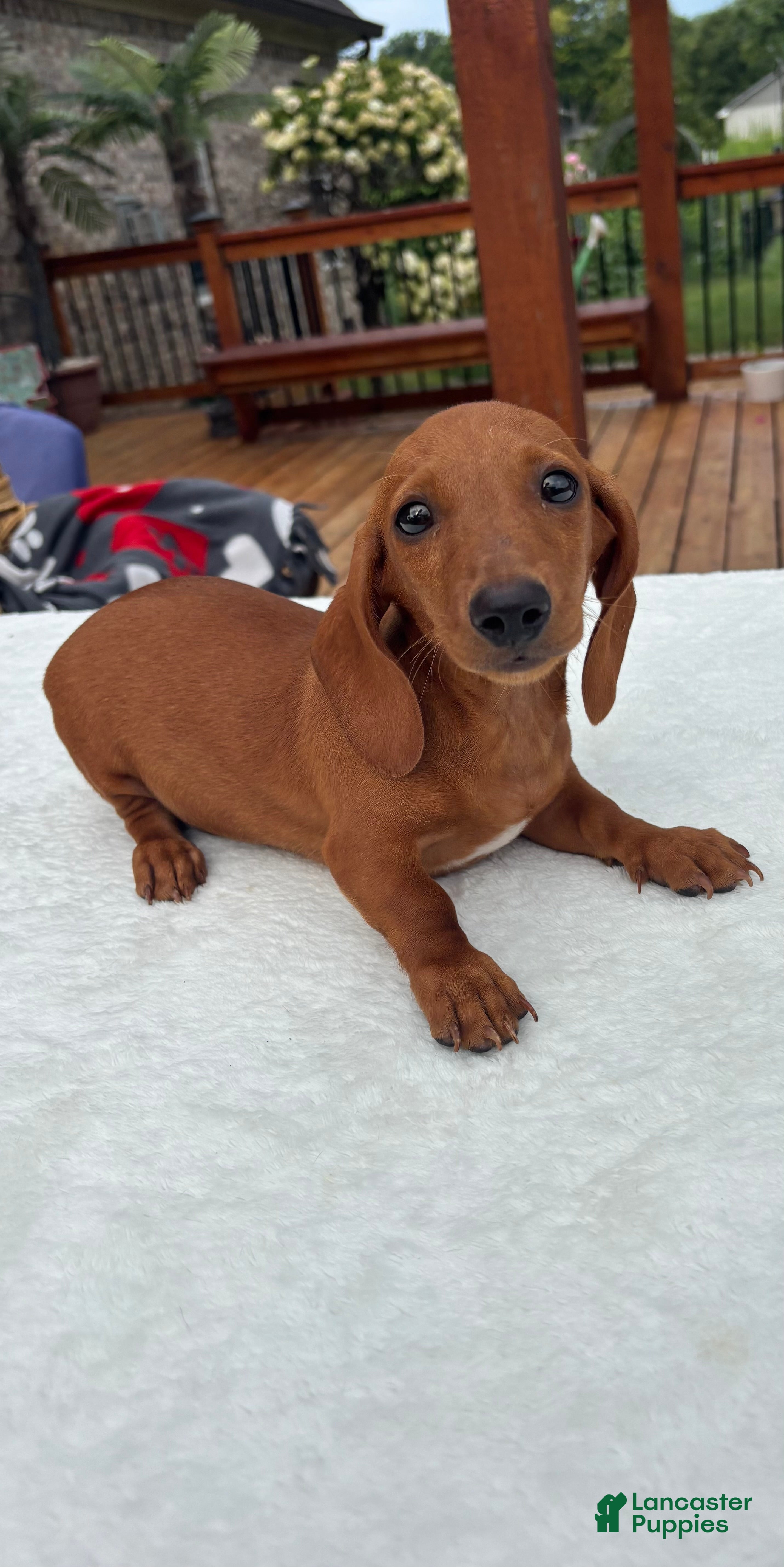 Miniature Dachshund dogs Bob - Ad 16