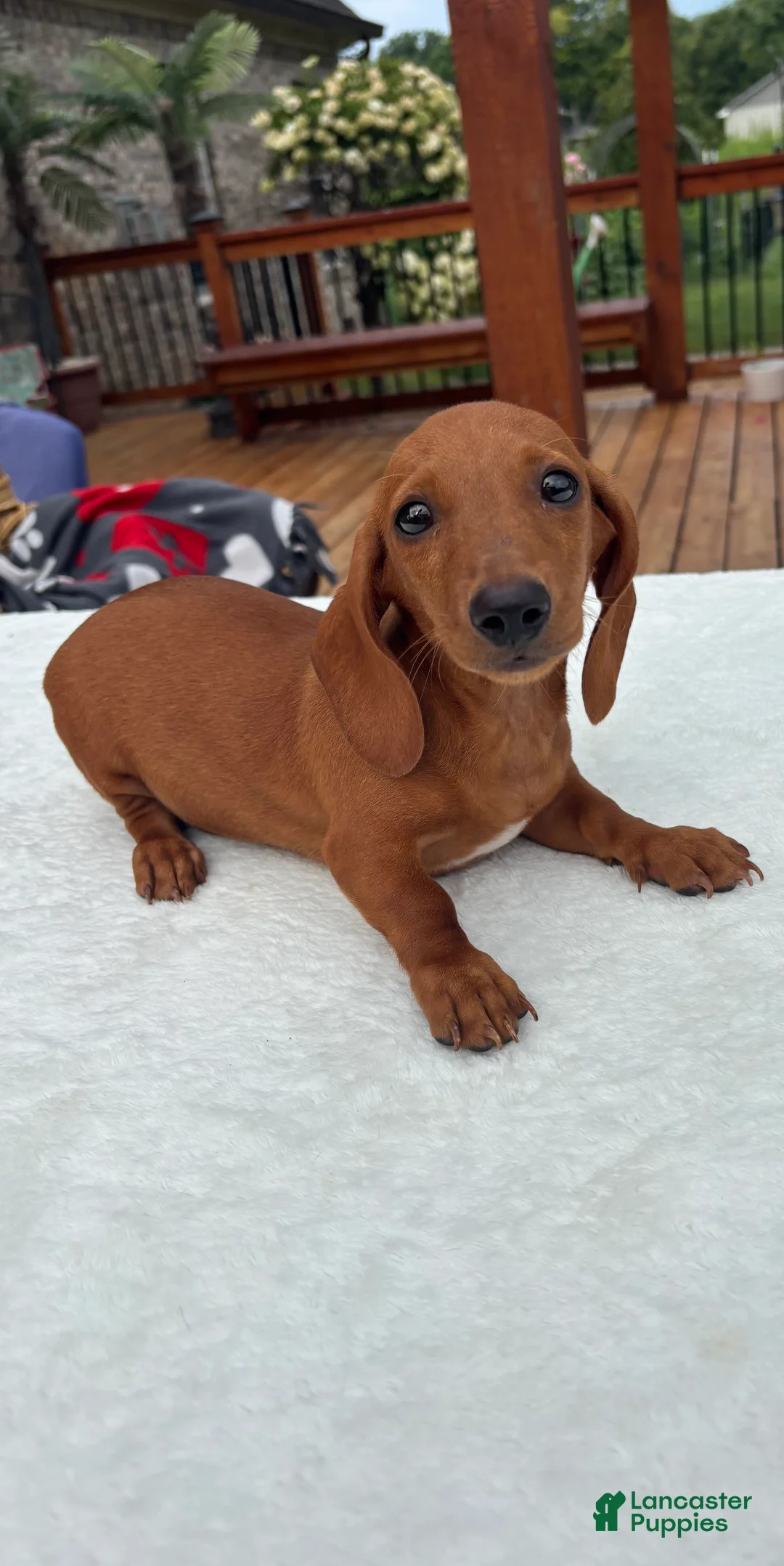 Miniature Dachshund dogs for sale: Bob - Ad 1